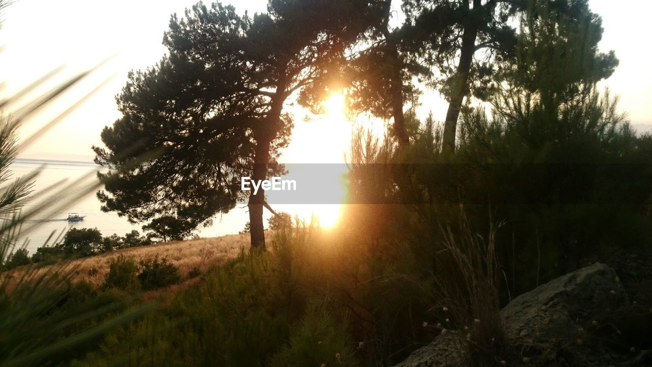 LOW ANGLE VIEW OF TREES AT SUNSET