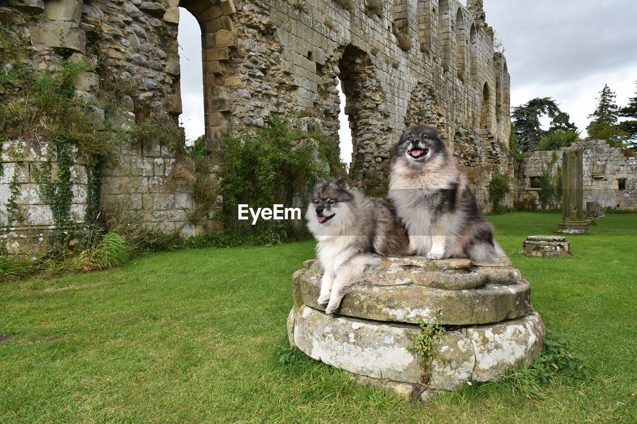 Two keeshond dogs sitting in jervaulx abbey ruins
