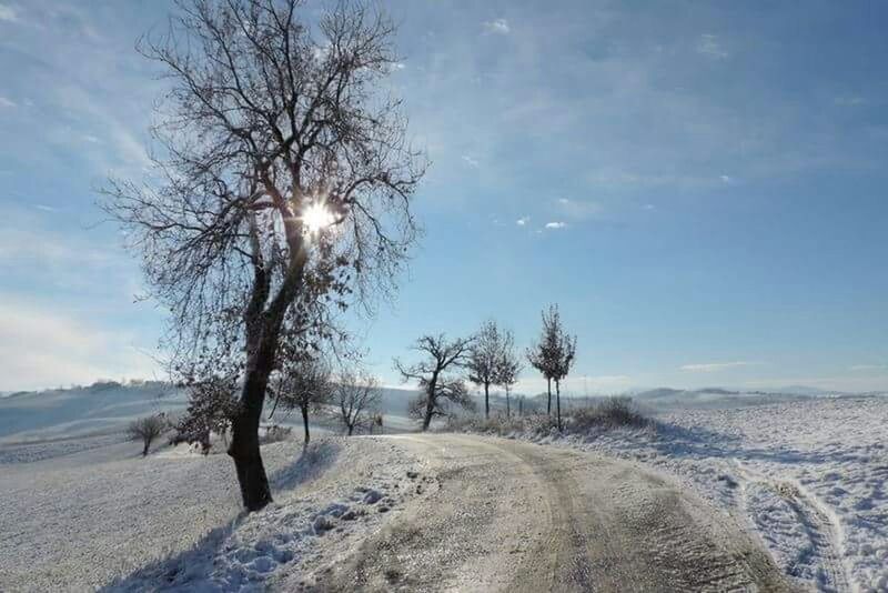 Pathway amidst trees on snowy field against sky