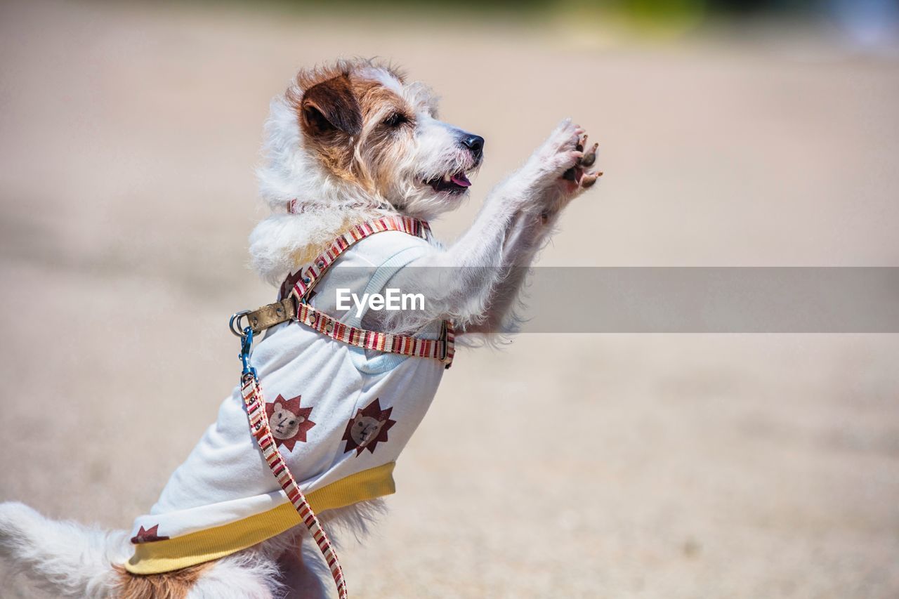  dog on field