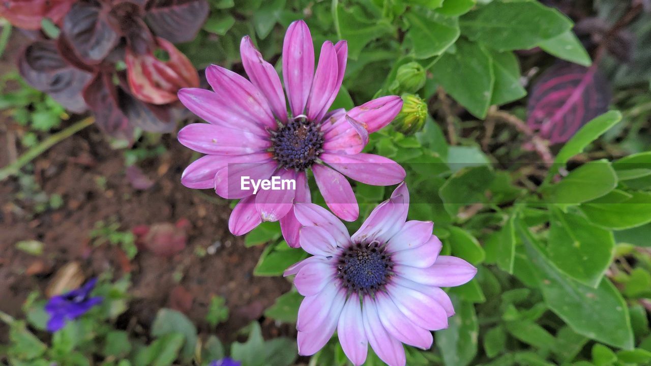 CLOSE-UP OF PURPLE FLOWERS