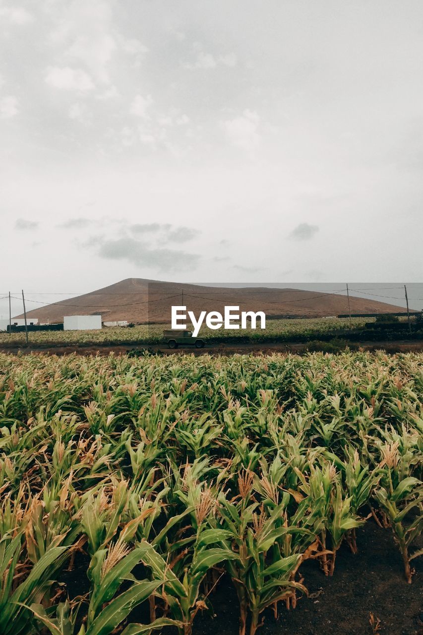 FIELD AGAINST SKY