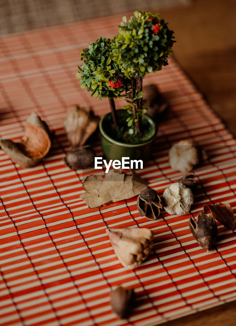 HIGH ANGLE VIEW OF POTTED PLANT ON TABLE AT HOME