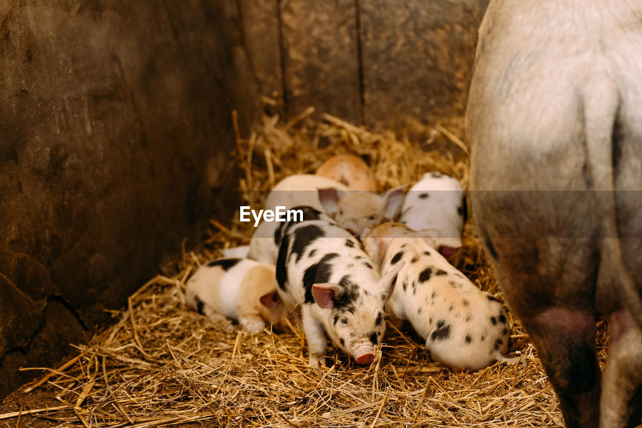 Piglets and pig in stable