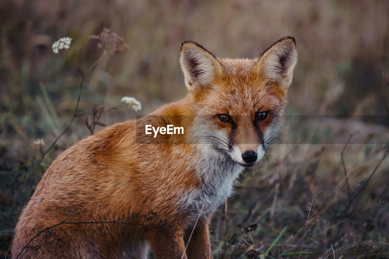 Portrait of a fox standing on field