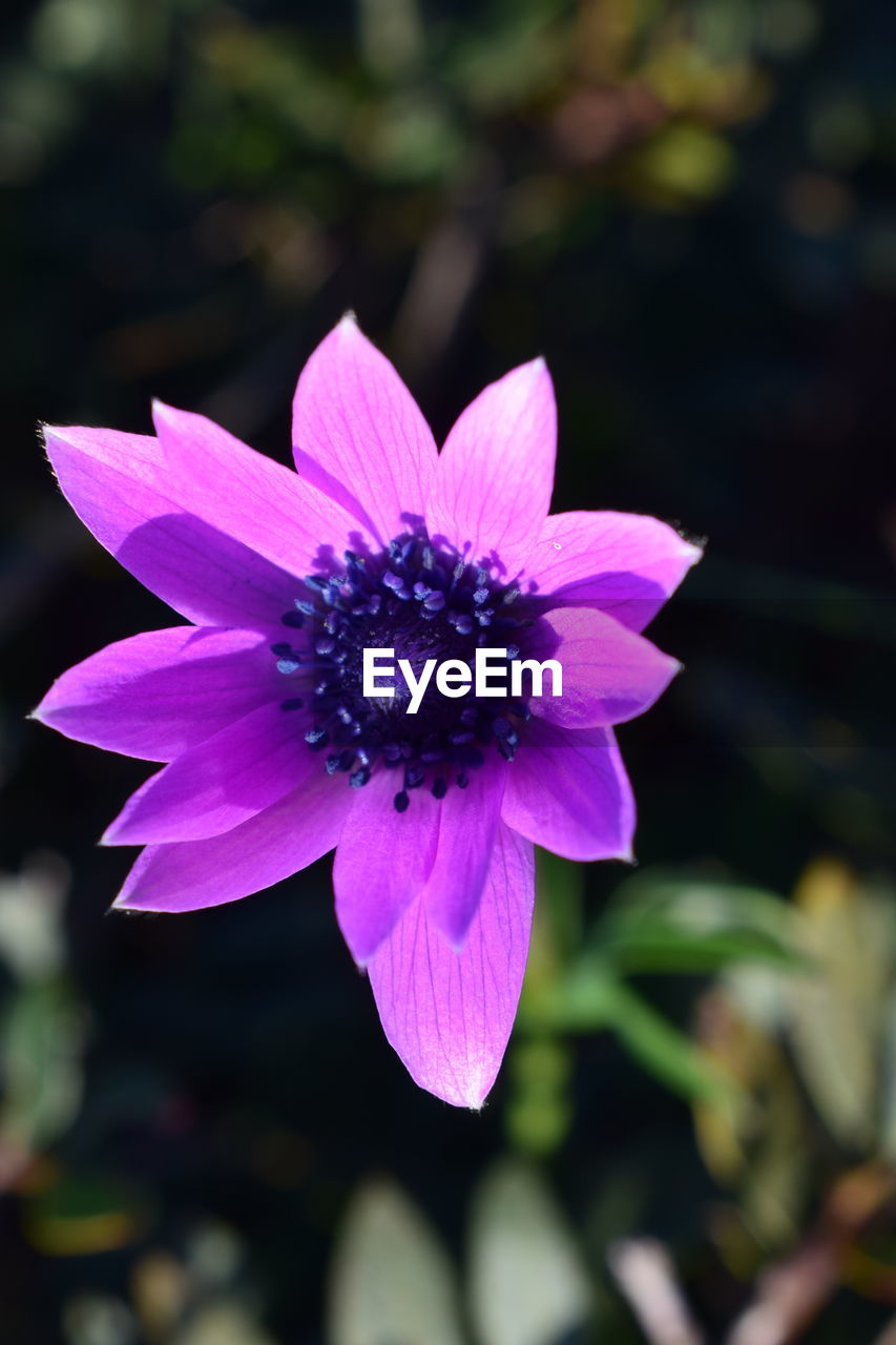 CLOSE-UP OF FRESH PURPLE FLOWER BLOOMING OUTDOORS