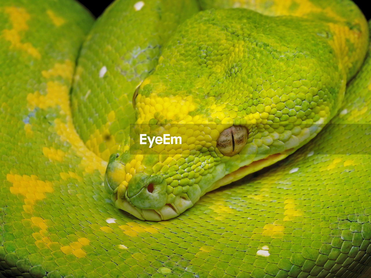 Close-up of snake