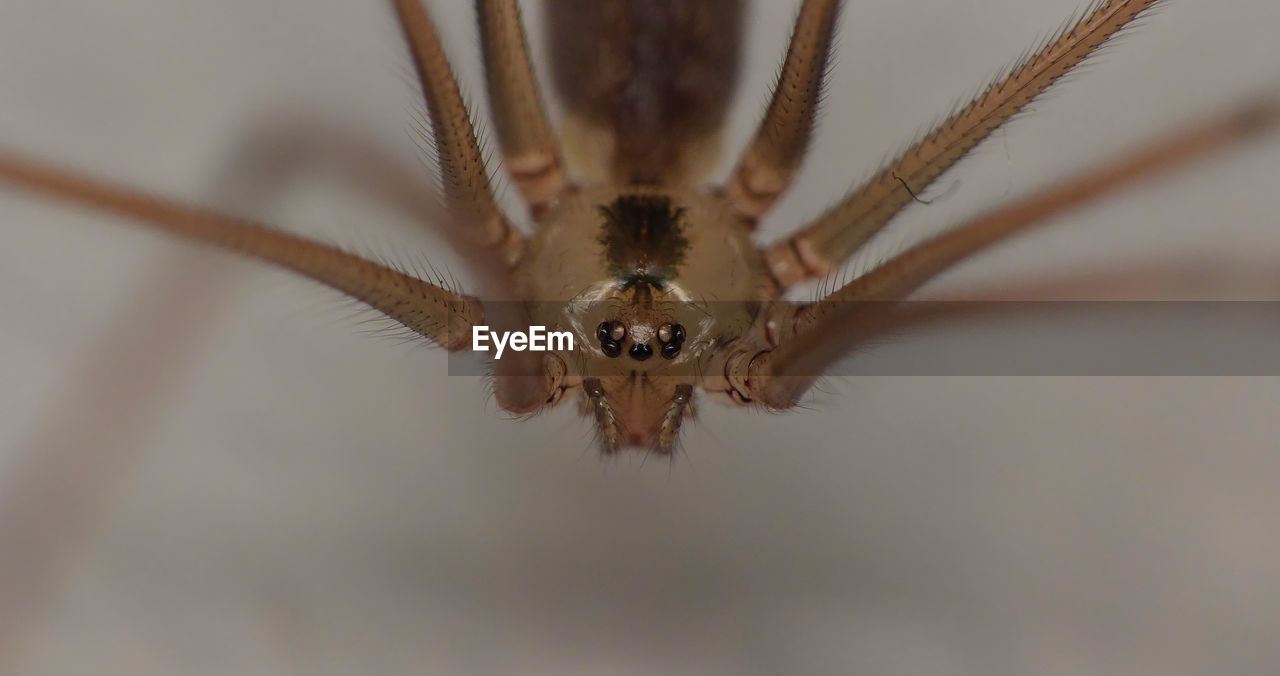 CLOSE-UP OF SPIDER ON A LEAF