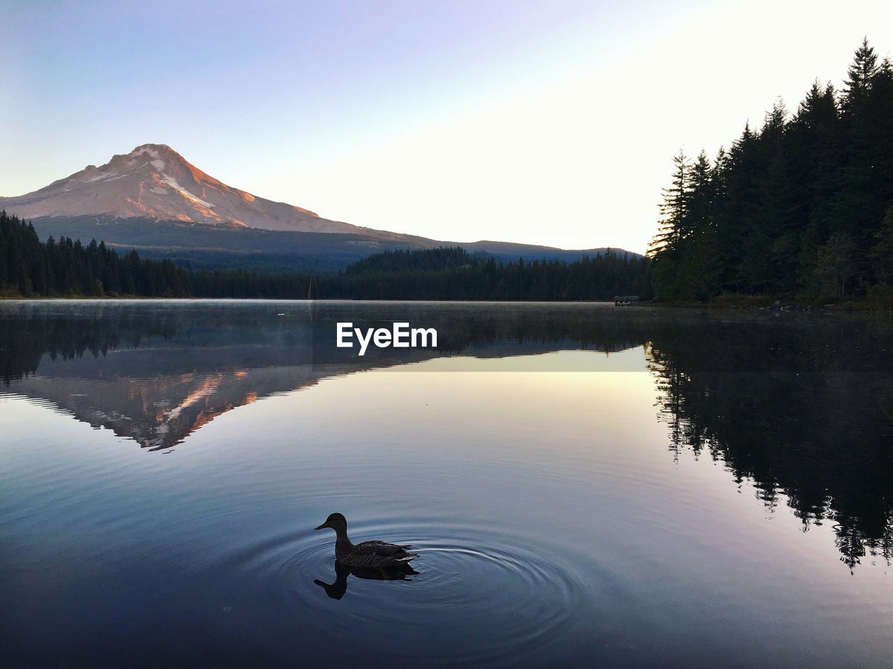 Scenic reflection of mountains in trillium lake