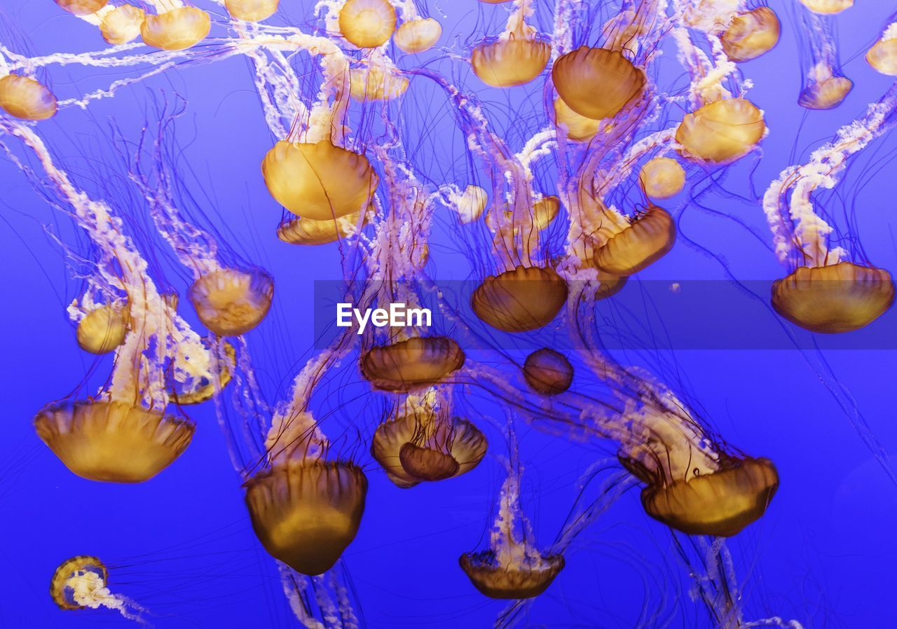 Close-up of jellyfish against blue background