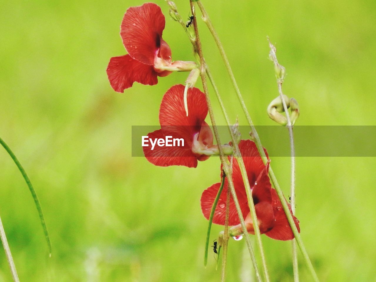 Close-up of red hibiscus flowers blooming outdoors