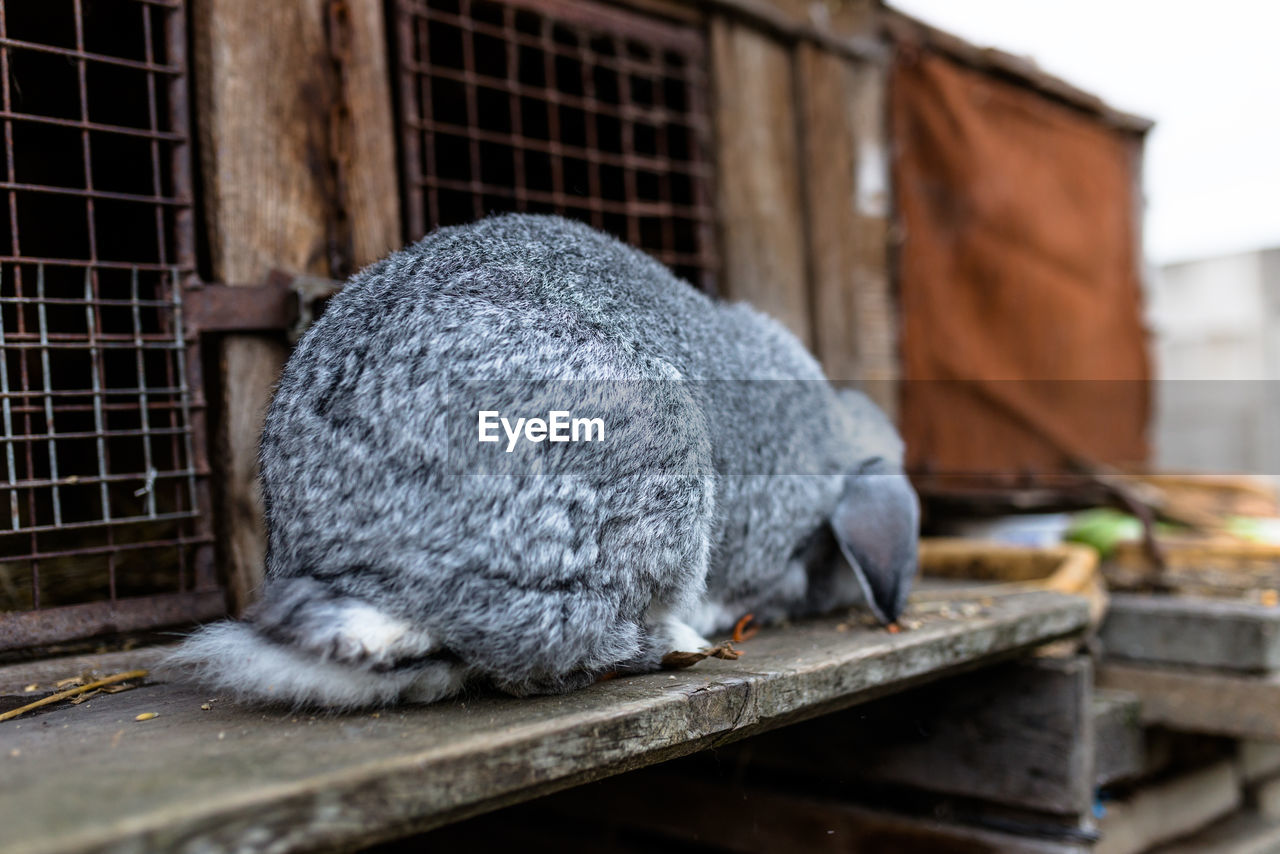 A close-up shot of a breeding rabbit standing in front of a wooden cage.