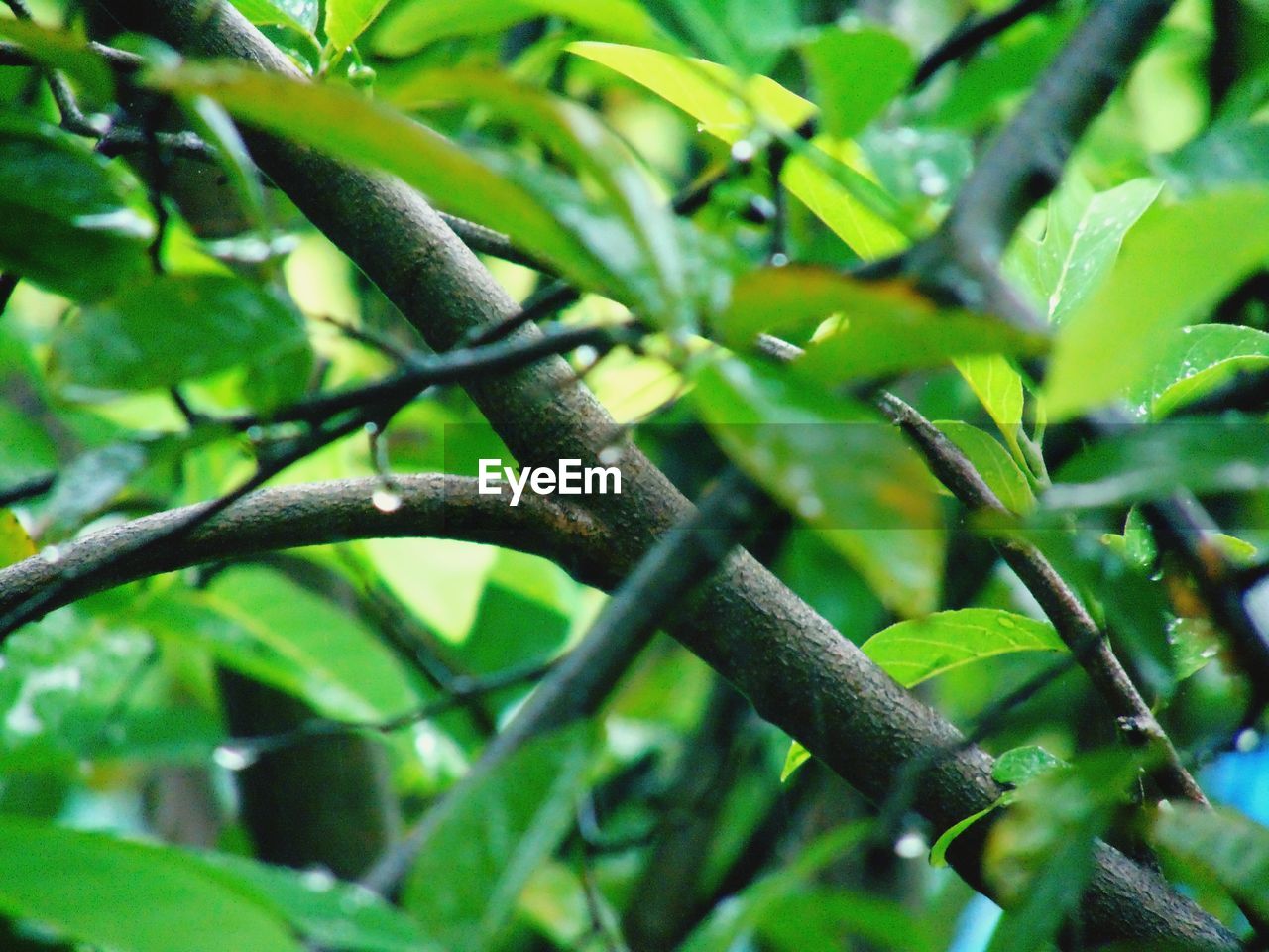 CLOSE-UP OF FRESH GREEN LEAVES ON BRANCH