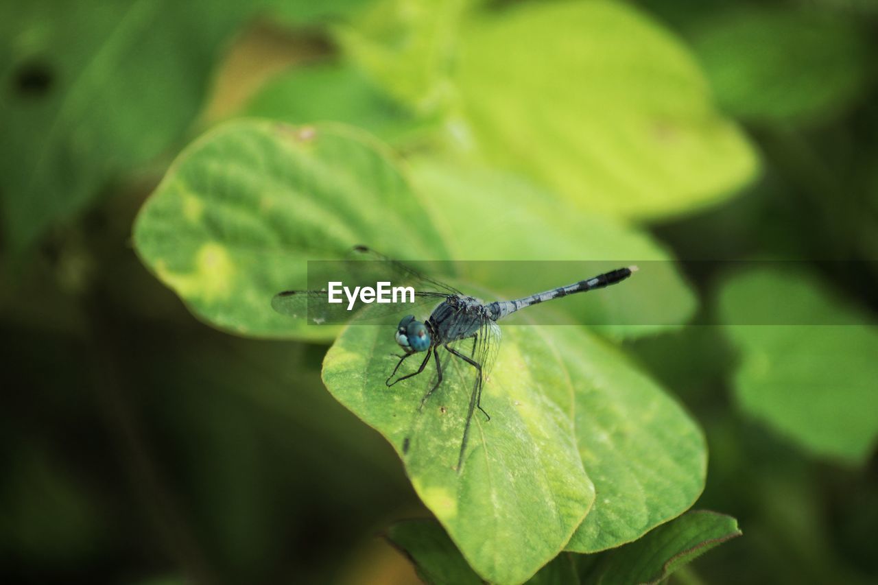 Close up of dragonfly perching on leaf