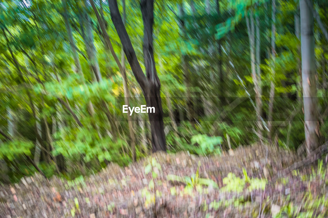 DEFOCUSED IMAGE OF TREE IN FOREST