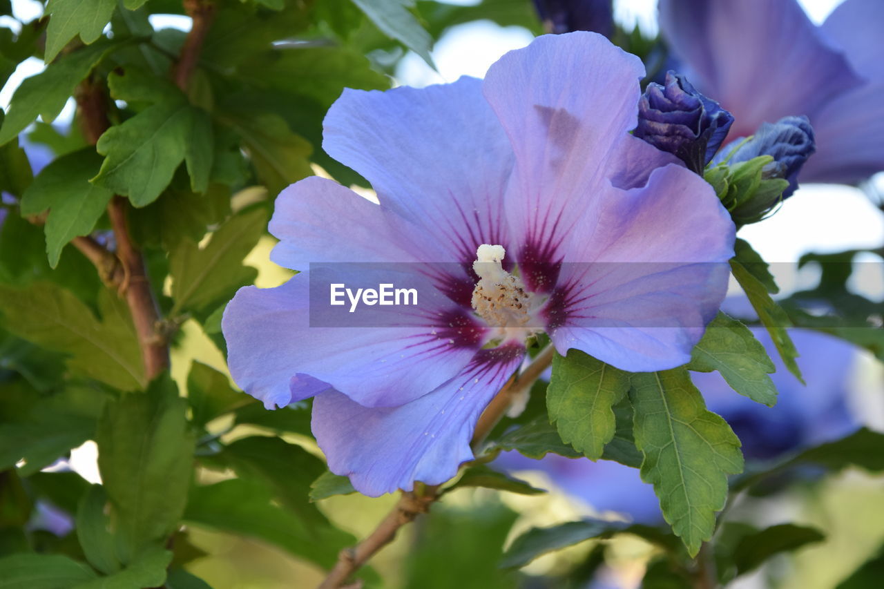 CLOSE-UP OF PURPLE FLOWERING PLANT LEAVES