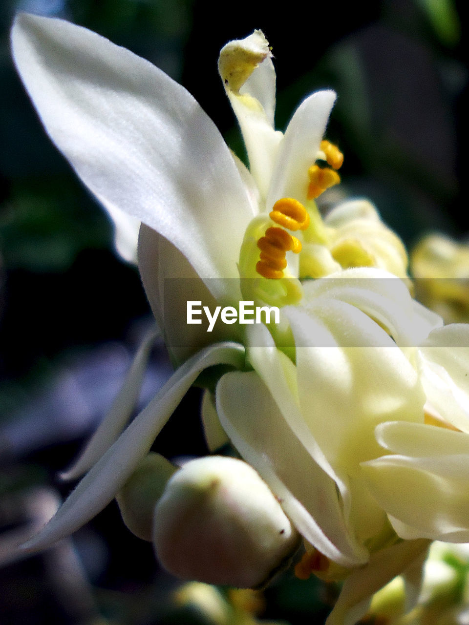 CLOSE-UP OF WHITE FLOWERS BLOOMING OUTDOORS