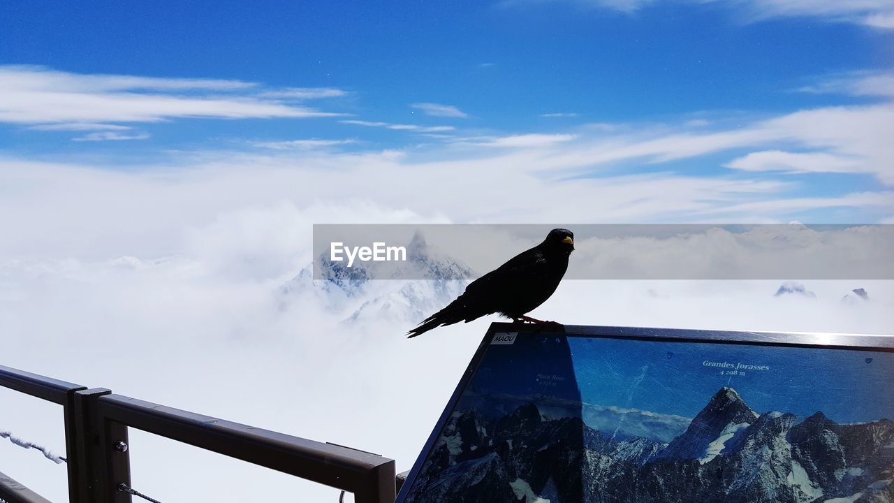 VIEW OF BIRD PERCHING ON RAILING