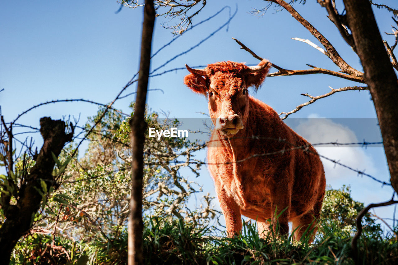 mammal, animal, animal themes, nature, domestic animals, plant, one animal, sky, animal wildlife, livestock, tree, no people, wildlife, pet, rural area, cattle, fence, agriculture, autumn, day, outdoors, flower, standing, grass, landscape, land