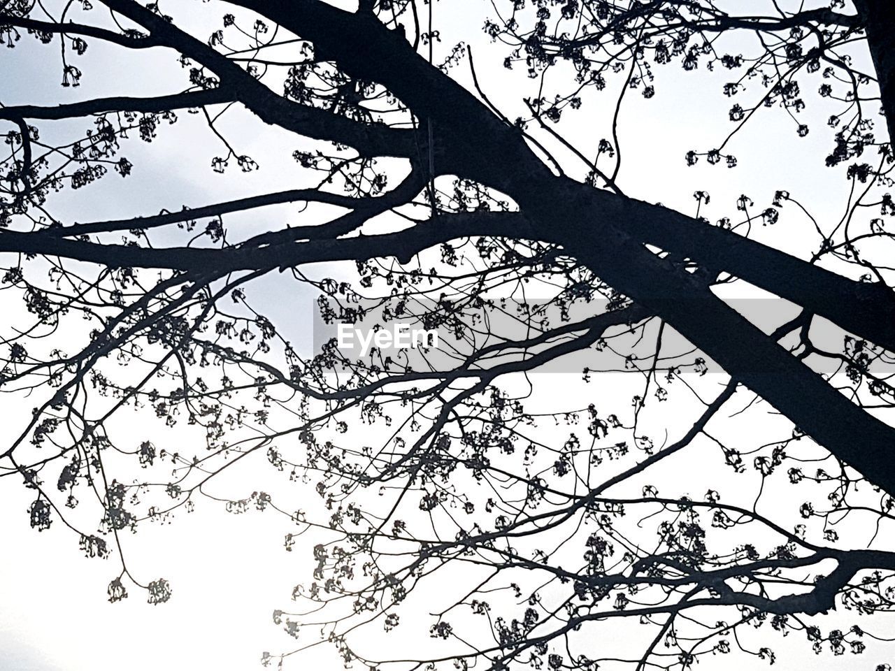 LOW ANGLE VIEW OF SILHOUETTE TREE BRANCHES AGAINST SKY