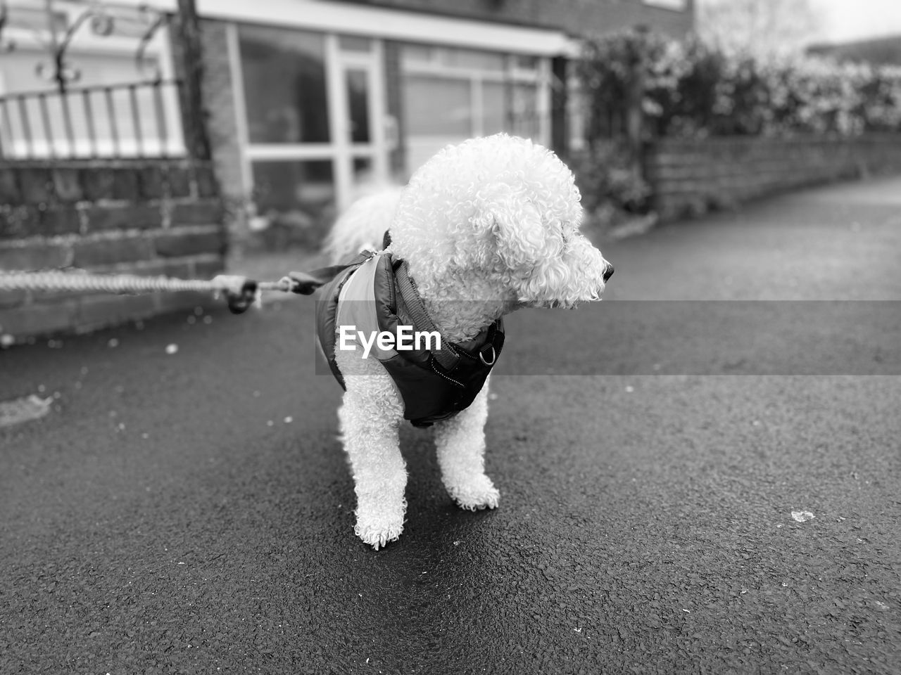 white, black and white, dog, monochrome, canine, monochrome photography, domestic animals, pet, animal, black, one animal, mammal, day, full length, one person, childhood, animal themes, city, architecture, child, street, focus on foreground, clothing, poodle, road, outdoors, cute, nature, built structure, transportation