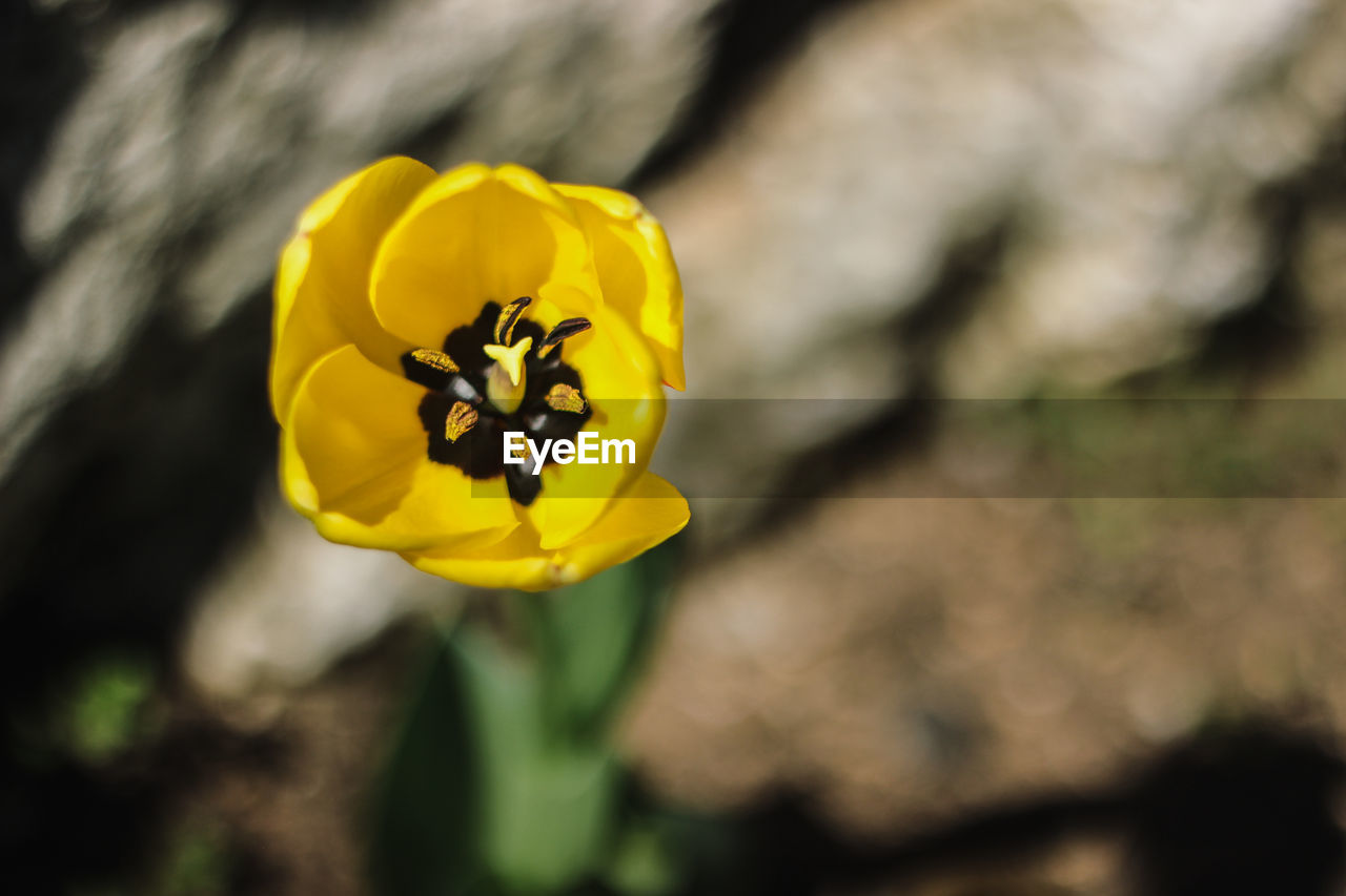 Close-up of yellow flower