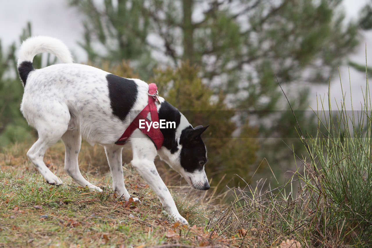 A dog slowly descends a slope during a rainy day