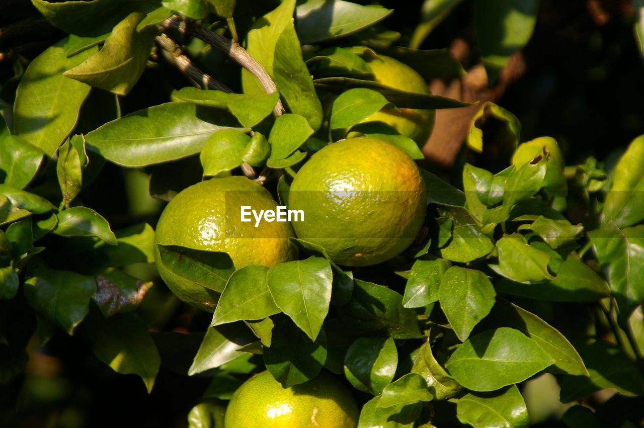 Close-up of fruits on tree