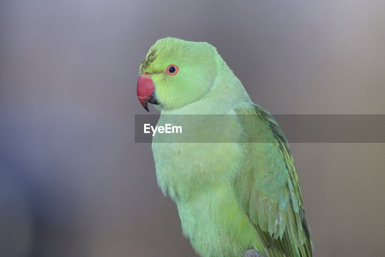 A ring-necked parakeet up close