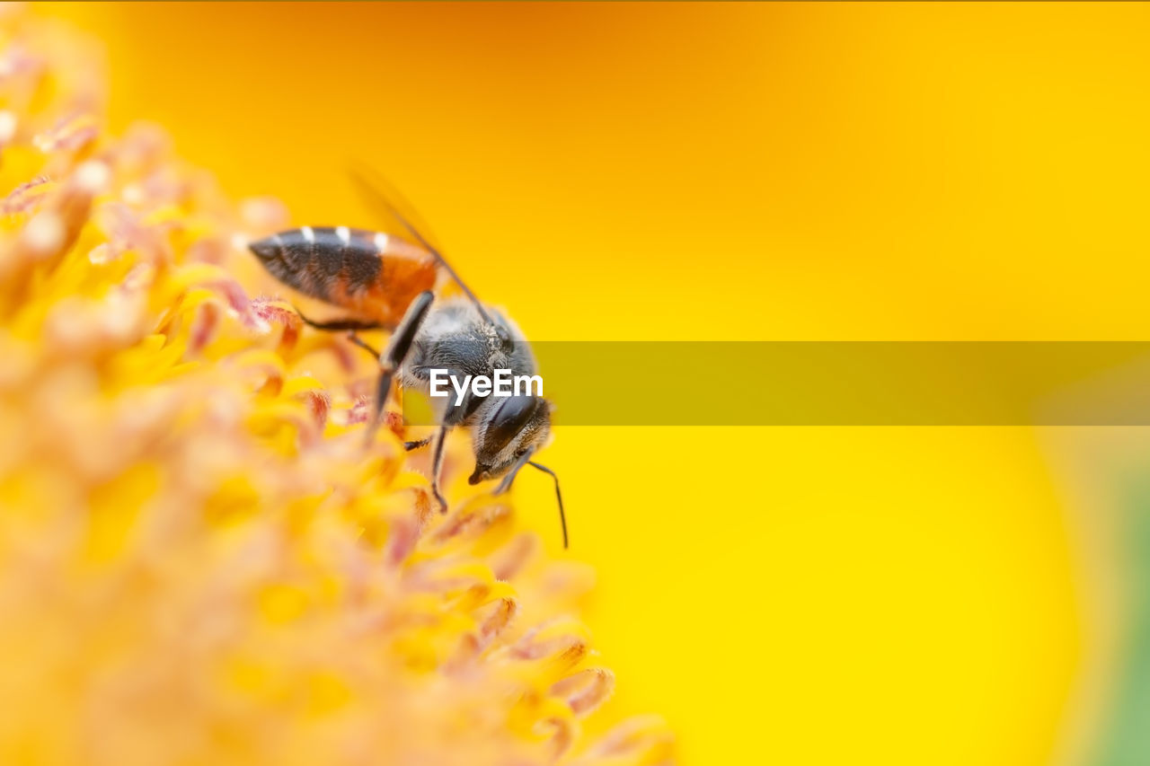 Animal action, bee finding syrup in sunflower, macro bee with blur soft background.