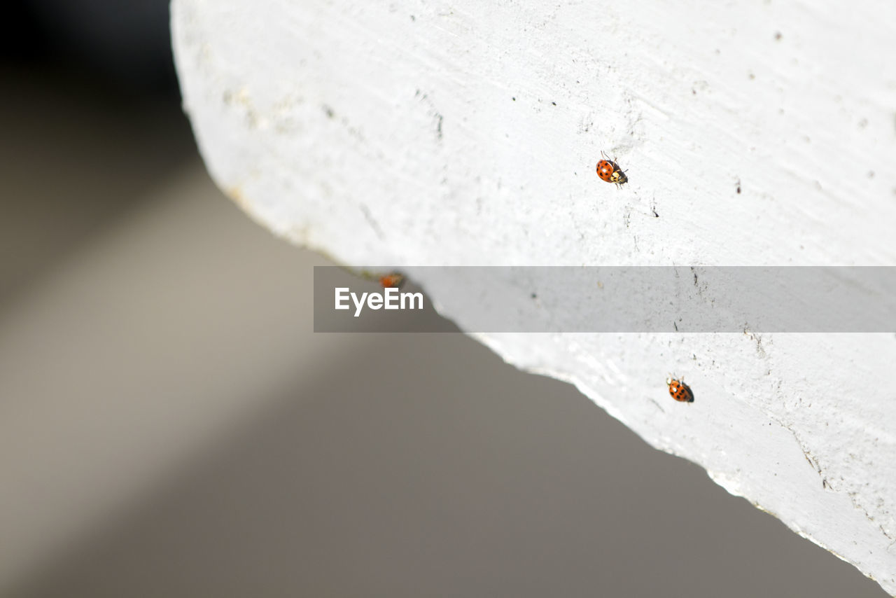 CLOSE-UP OF LADYBUG