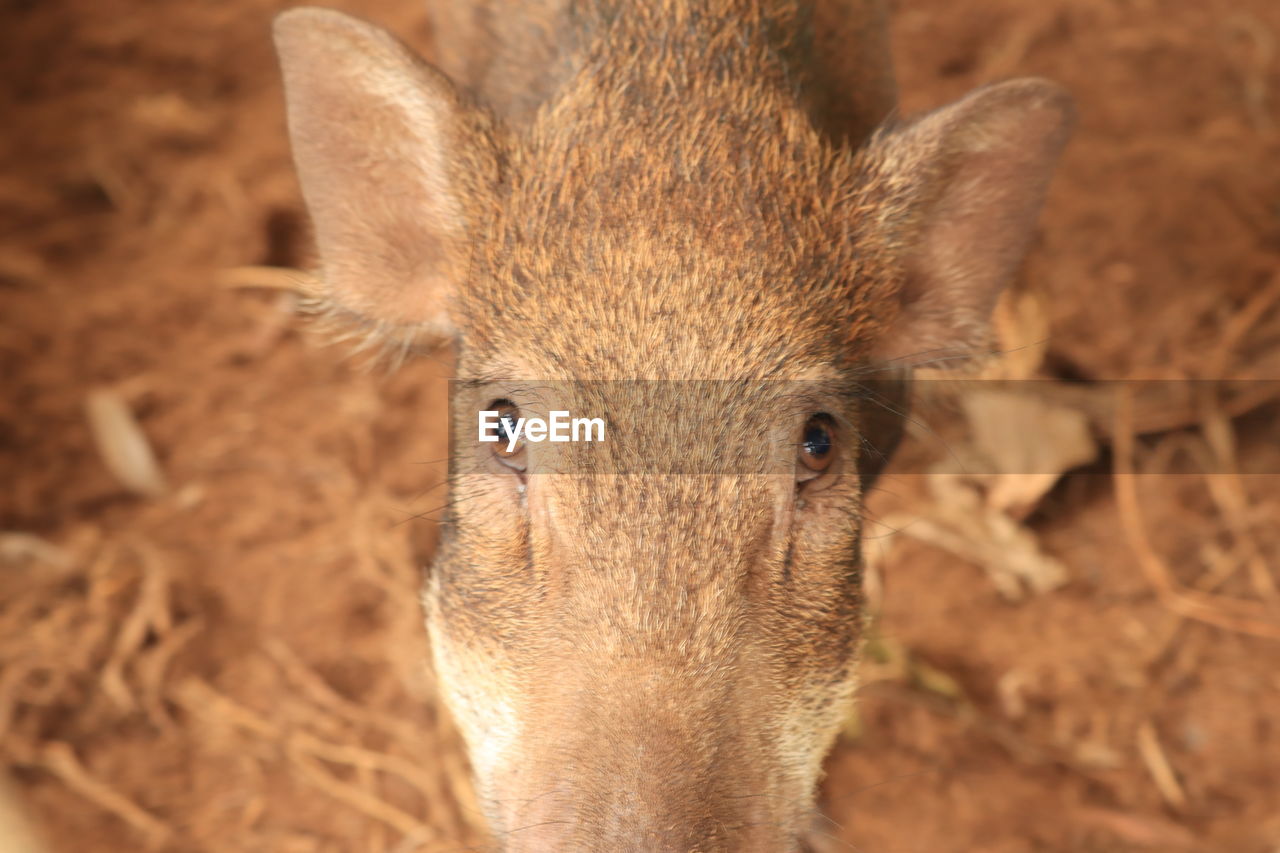 CLOSE-UP PORTRAIT OF DEER IN A FIELD