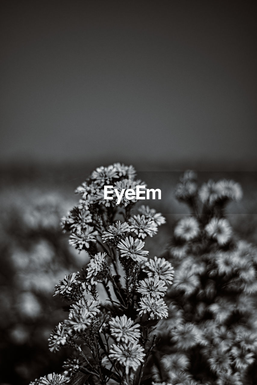 Close-up of flowering plant against sky