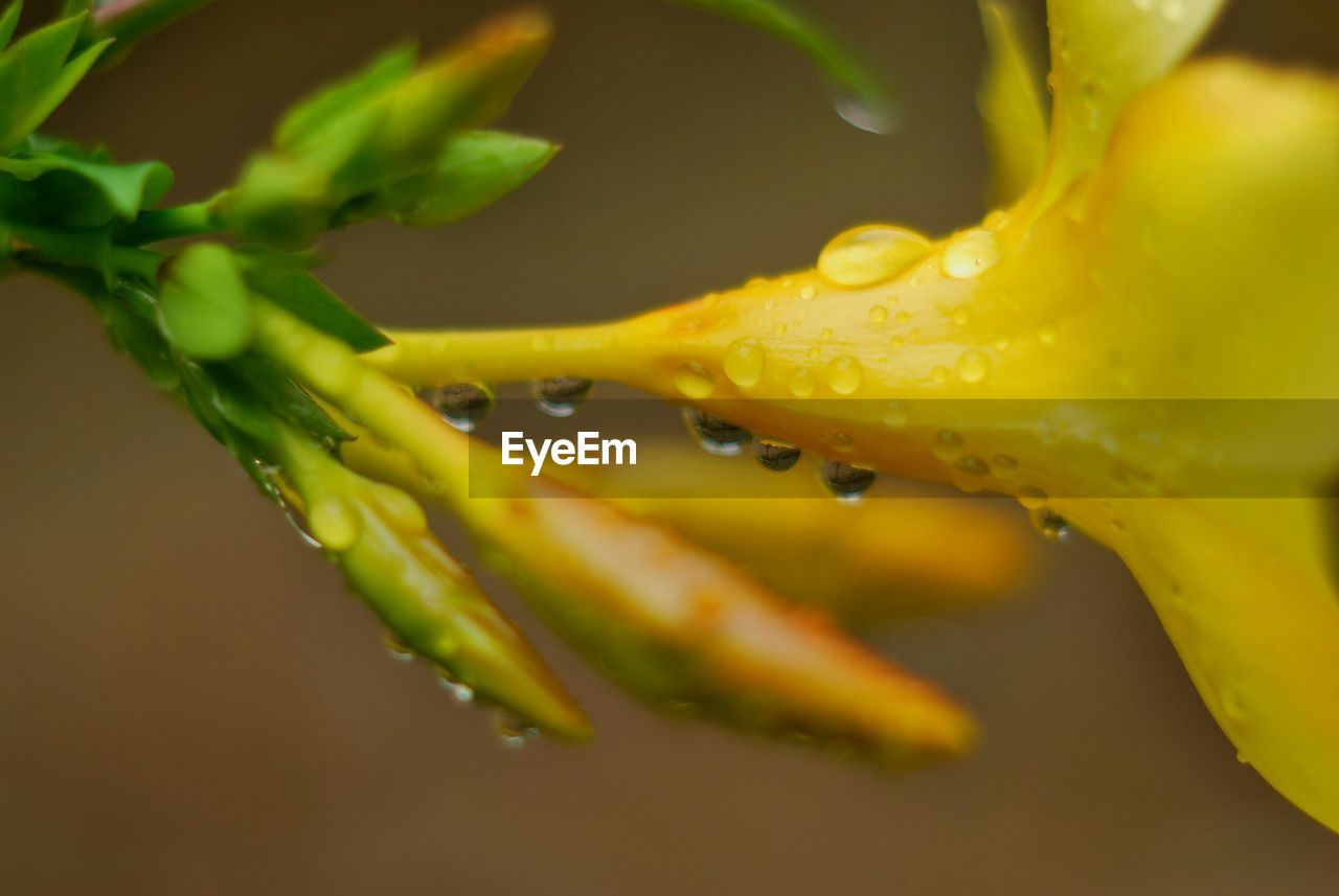 CLOSE-UP OF WATER DROPS ON YELLOW ROSE LEAF
