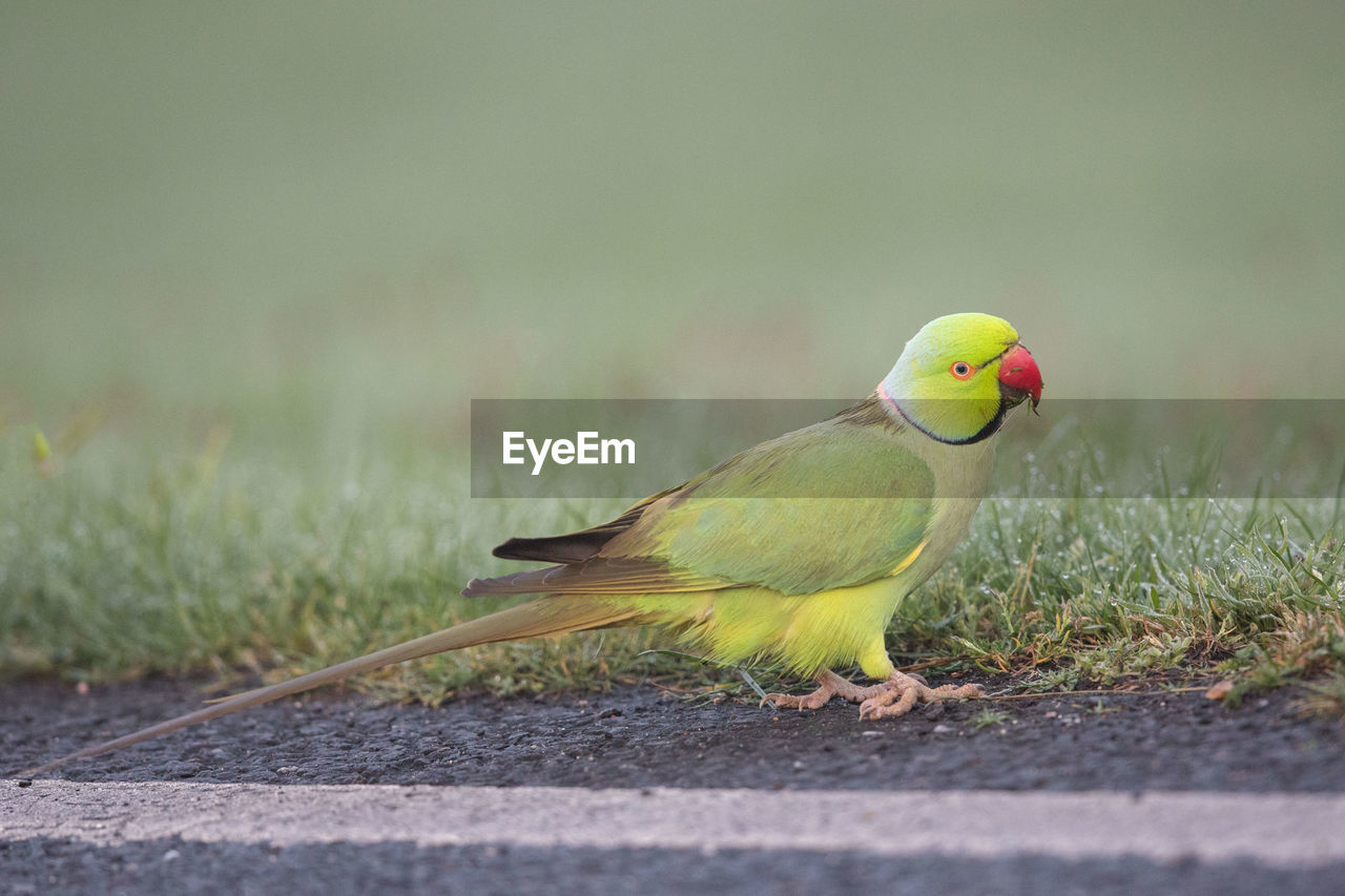 VIEW OF PARROT PERCHING ON A ROAD