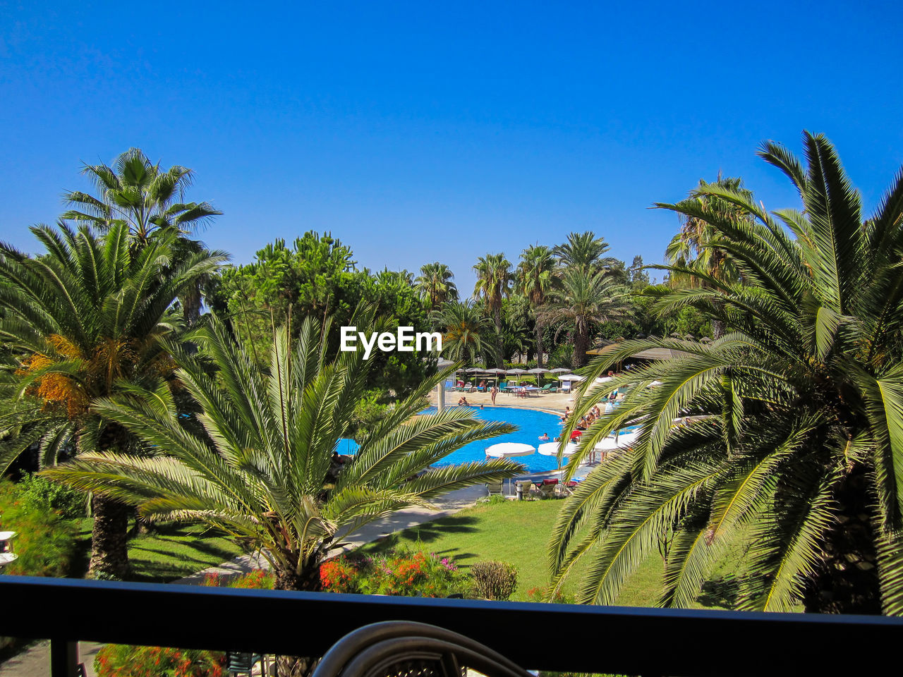 Palm trees with swimming pool in tourist resort against clear sky seen from balcony