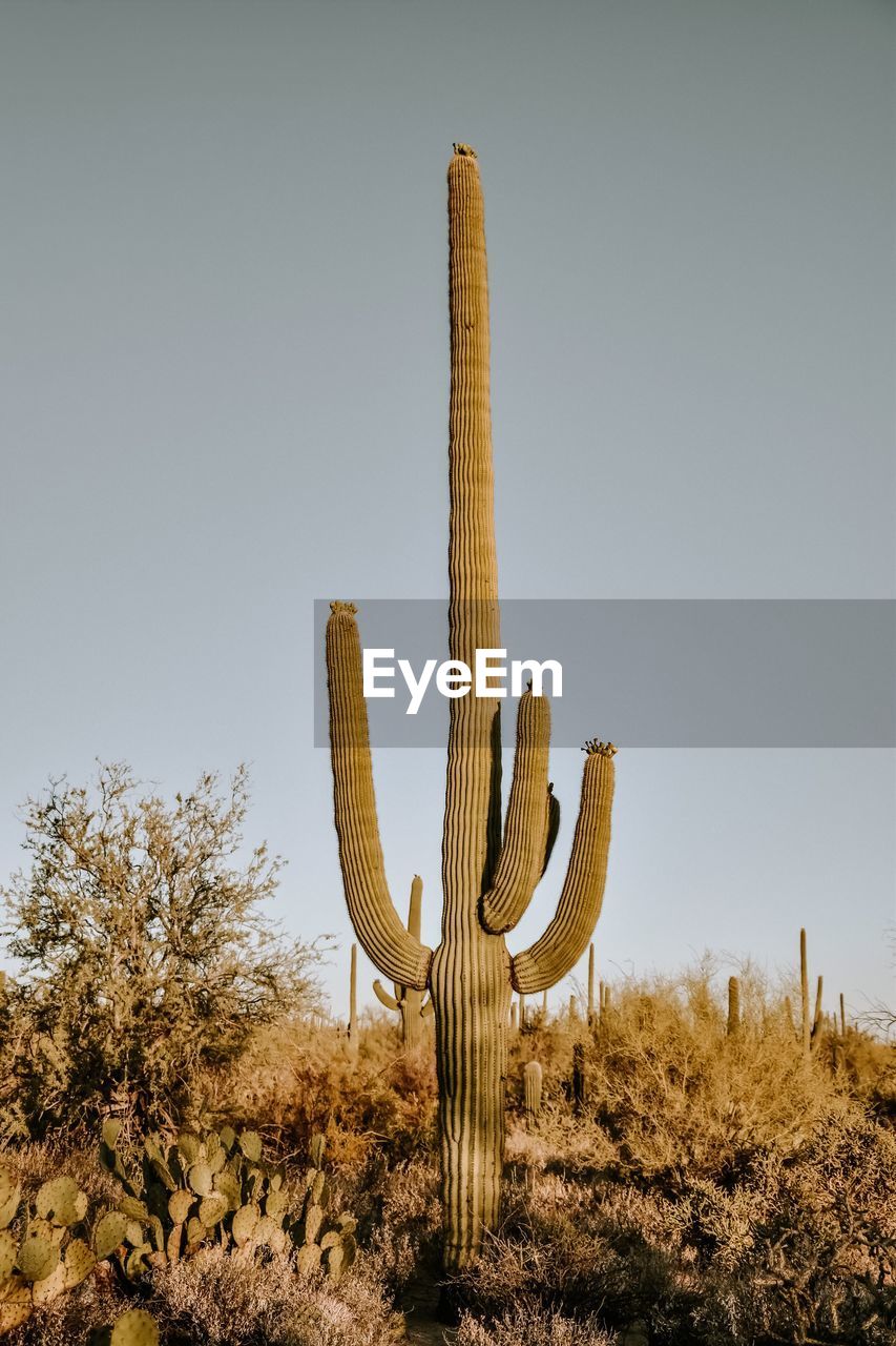 Low angle view of saguaro cactus against clear sky