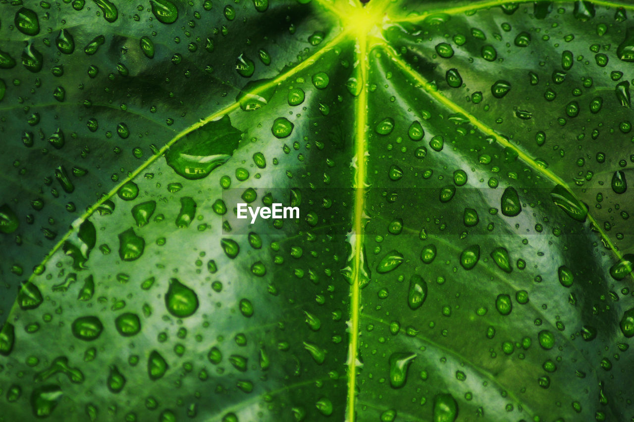 FULL FRAME SHOT OF WET LEAF