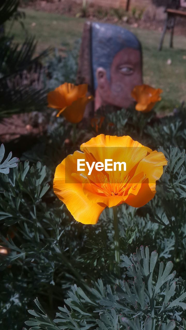 CLOSE-UP OF YELLOW FLOWER