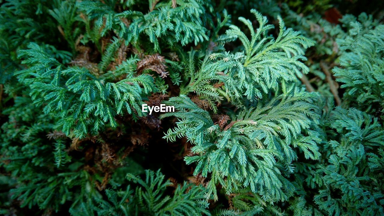 CLOSE-UP OF FRESH GREEN PLANTS