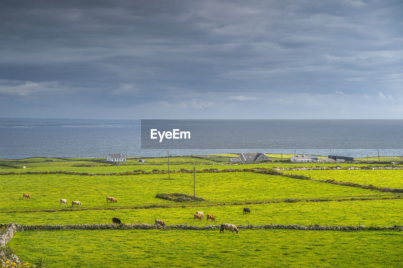 Herd of cattle grazing on green pastures around small village, cliffs of moher, ireland