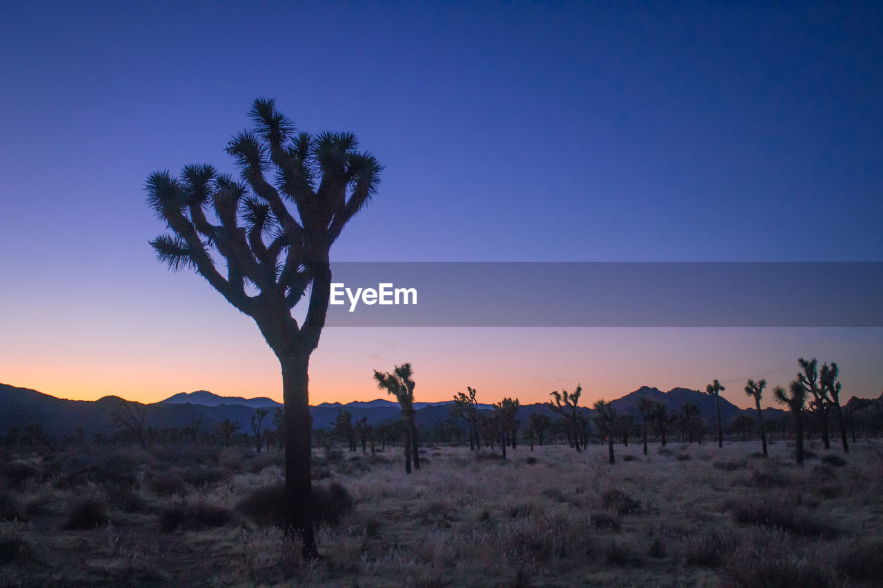 Sunset at joshua national park