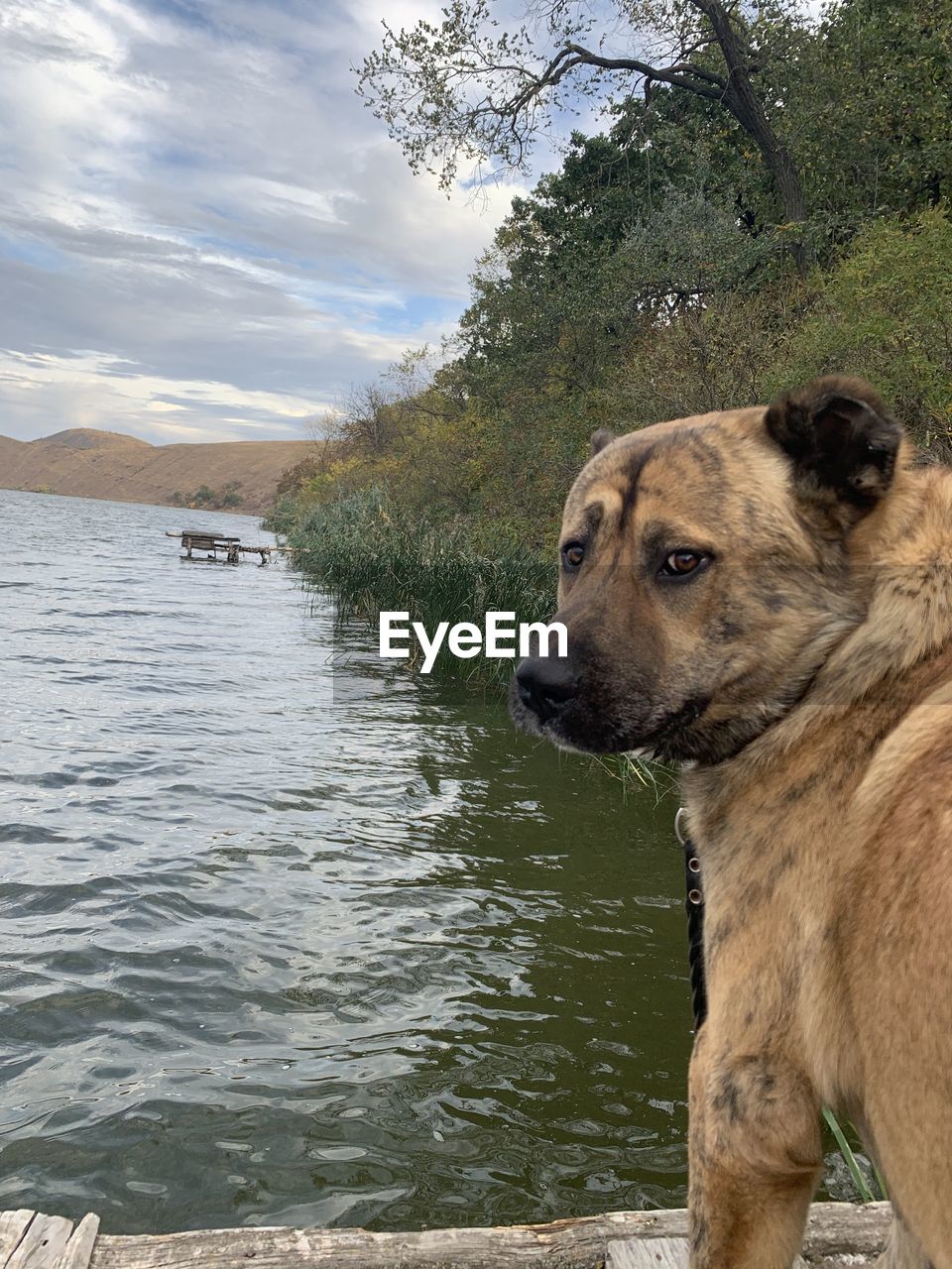 Dog looking away while standing on lake against sky