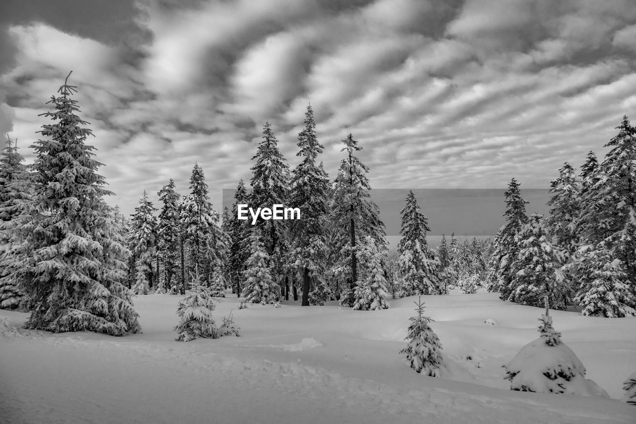 SNOW COVERED TREES AGAINST SKY