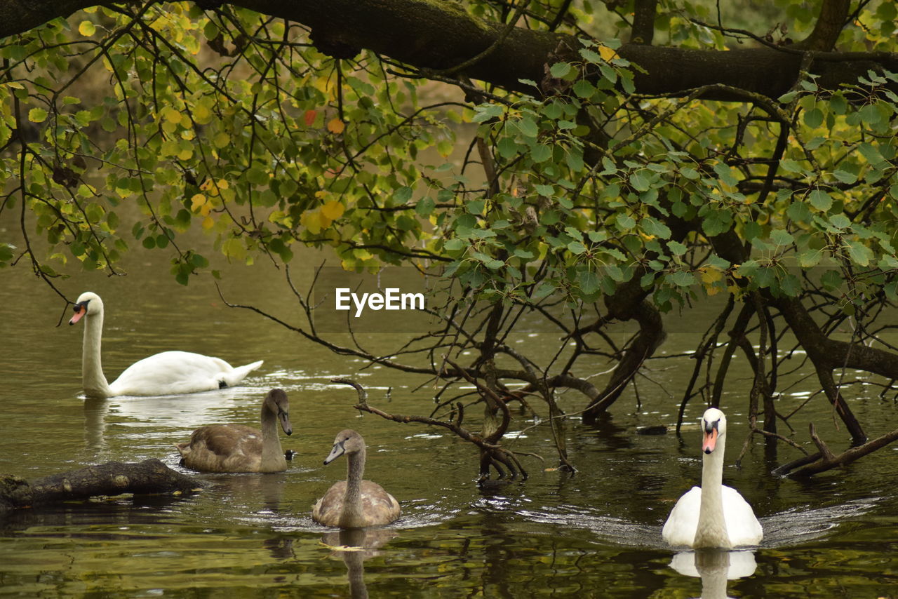 SWAN FLOATING ON WATER