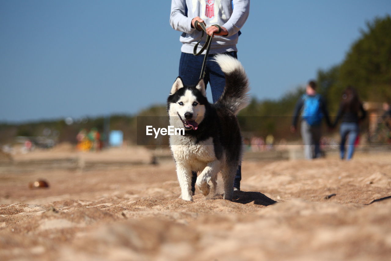 DOG ON THE LAND