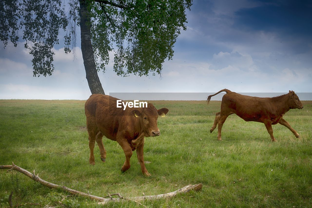 Cows standing in a field