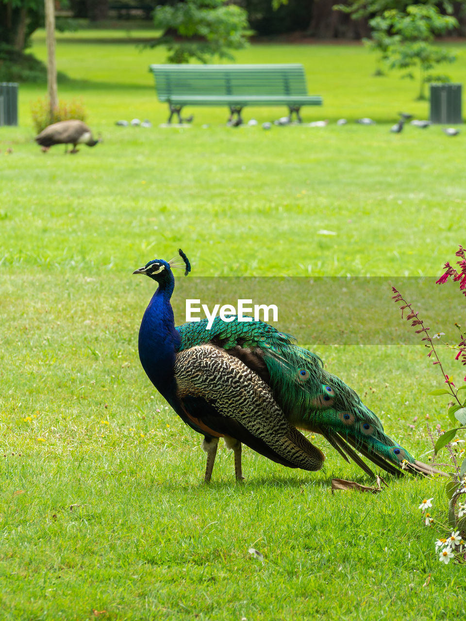 A peacock in the park