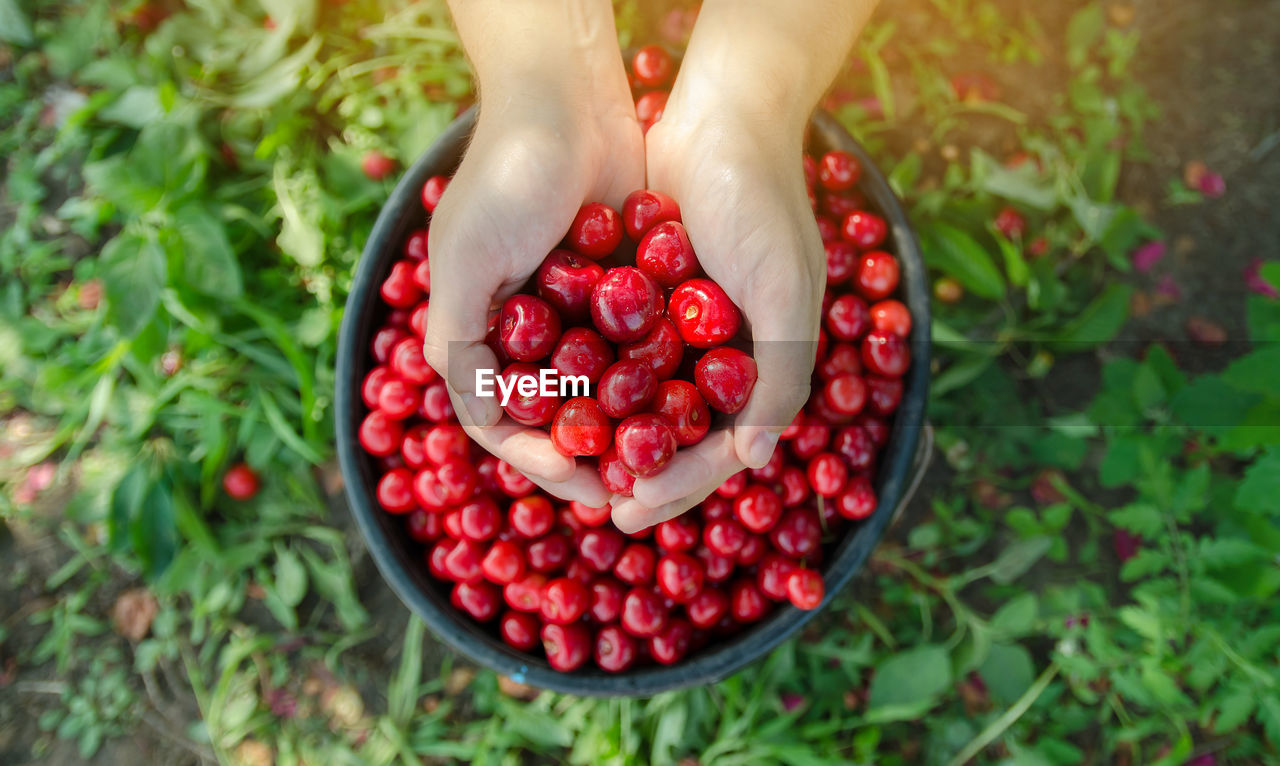 Cherries harvest in a hand 