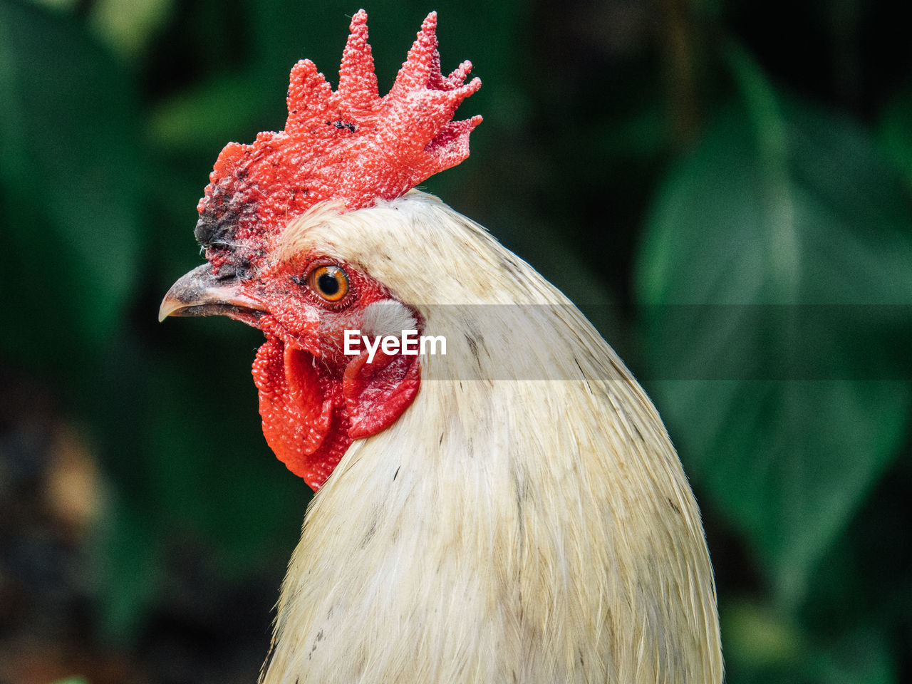 CLOSE-UP OF ROOSTER AGAINST BLURRED BACKGROUND